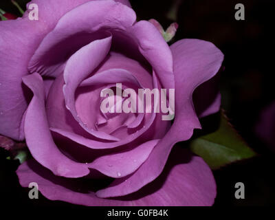 Rose Charles de Gaulle lila Farbe Rose Makro Rosen Stockfoto