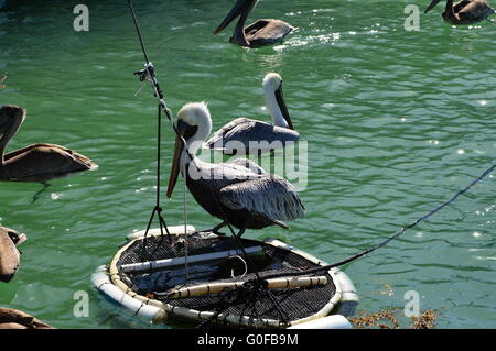 Overseas Highway Stockfoto