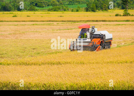 Reis-Ernte im Feld Stockfoto
