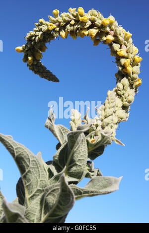 Wollige Königskerze (Verbascum Thapsus) Stockfoto