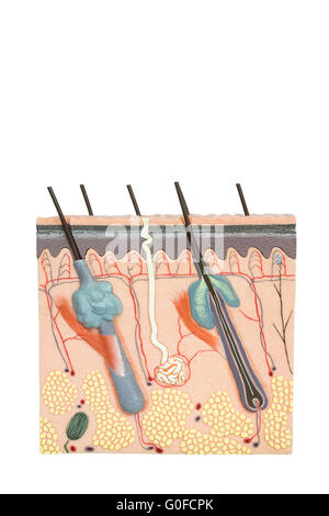 Modell menschlicher Hautgewebe isoliert auf weißem Hintergrund Stockfoto