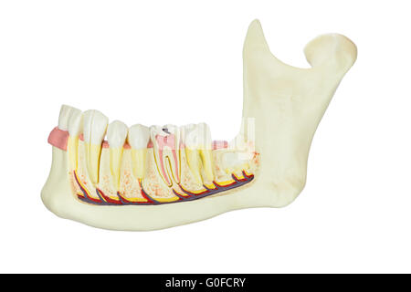 Modell menschliche Kieferknochen mit Zähnen isoliert auf weißem Hintergrund Stockfoto