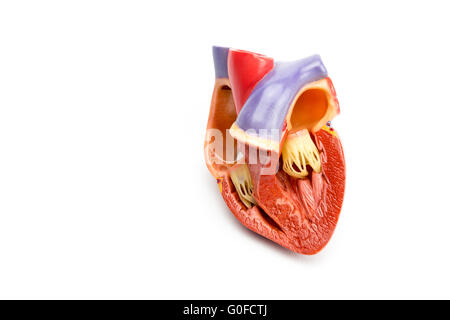 Modell der offenen menschlichen Herzen isoliert auf weißem Hintergrund Stockfoto
