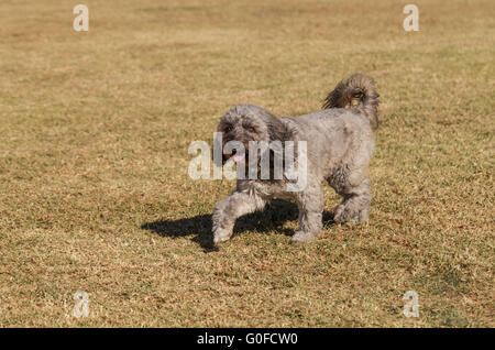 Pudel-Mix-Hund Stockfoto