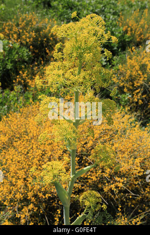 Blühenden riesigen Fenchel am Capo Testa in Sizilien ist typisch mediterranen Küstenvegetation Stockfoto