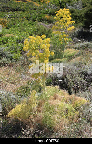 Blühenden riesigen Fenchel am Capo Testa in Sizilien ist typisch mediterranen Küstenvegetation Stockfoto