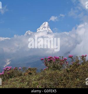 Frühling-Szene im Himalaya Stockfoto