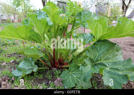 großer Strauch mit Rhabarber im Sommer Stockfoto