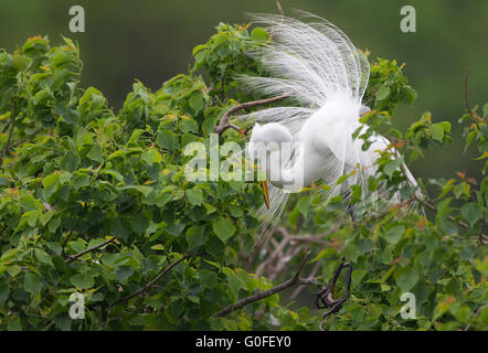 Silberreiher Zucht Gefieder anzeigen Stockfoto