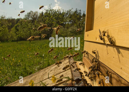 Honigbienen Stockfoto