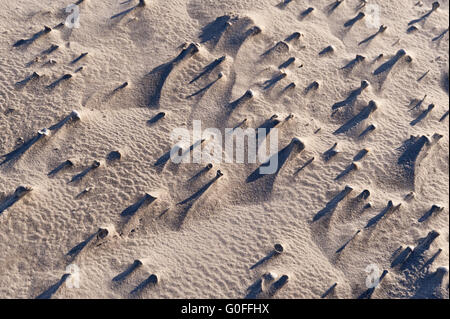 Strand von Amrum in Deutschland Stockfoto