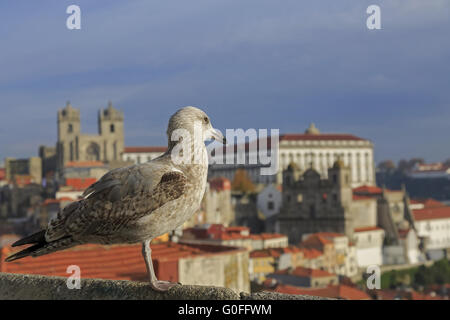 Möwe, Blick auf die Kathedrale von Porto und Hausdächer aus Sicht Stockfoto