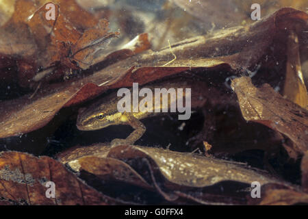 Glatte Newt entstehen aus dem Ruhezustand auf dem Land von Ende Februar bis April Stockfoto