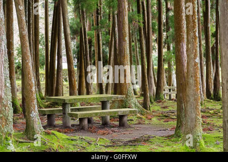 Rastplatz im Wald mit Tisch und Bänken Stockfoto