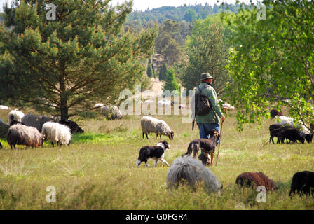 Schafe in der Lüneburger Heide Stockfoto