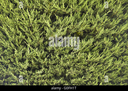 Nahaufnahme der grünen Nadelbaum Zweige im Sommer Stockfoto