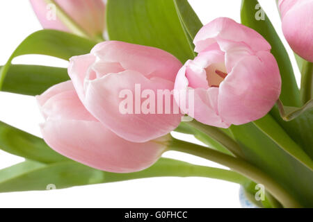 Nahaufnahme von rosa Tulpen Stockfoto