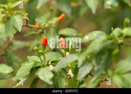 Chili-Schoten auf bush Stockfoto