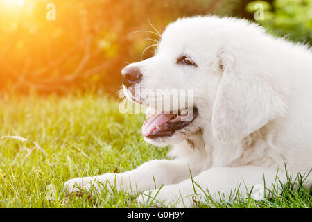 Niedlichen weißen Welpen Hund auf dem Rasen liegen. Polnischen Tatra Schäferhund Stockfoto