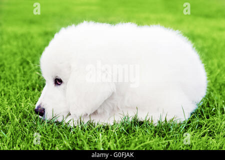 Niedlichen weißen Welpen Hund auf dem Rasen liegen. Polnischen Tatra Schäferhund Stockfoto