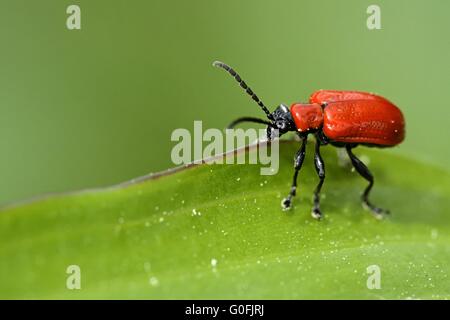 Scarlet Lily Käfer Stockfoto