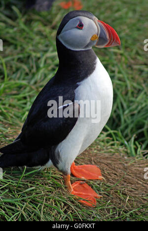 Posiert Papageientaucher Stockfoto