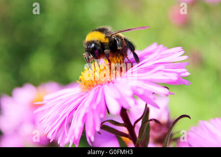 Hummel sitzt auf der Aster und sammelt die necta Stockfoto