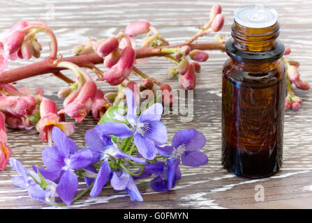 Bachblüten der roten Kastanie und Veilchen Stockfoto