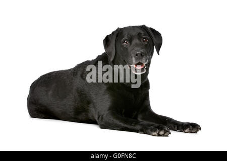 Elf Jahre alten schwarzen Labrador Stockfoto