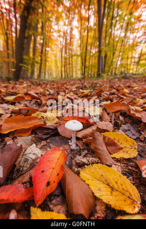 Weißer Pilz im herbstlichen Wald Stockfoto