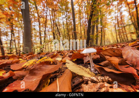 Weißer Pilz im herbstlichen Wald Stockfoto