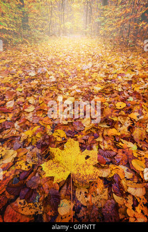 Ahornblatt auf Fußweg bedeckt mit Blätter, Herbst Stockfoto