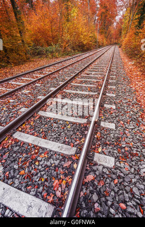 Straßenbahnschienen durch herbstlichen Wald in Frankfurt, GER Stockfoto