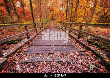 Fußgängerbrücke im herbstlichen Wald Stockfoto