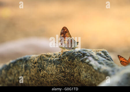 Schmetterling auf Boden in einem Wald Stockfoto