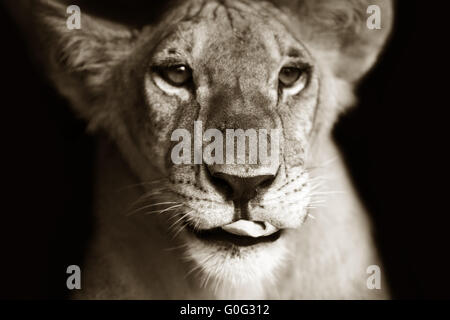 Panthera leo Stockfoto