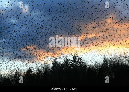 Eine Herde von Bergfinken in Hasel Stockfoto