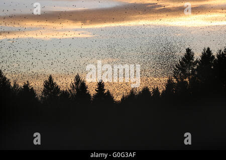 Bergfinken bei Sonnenuntergang Stockfoto