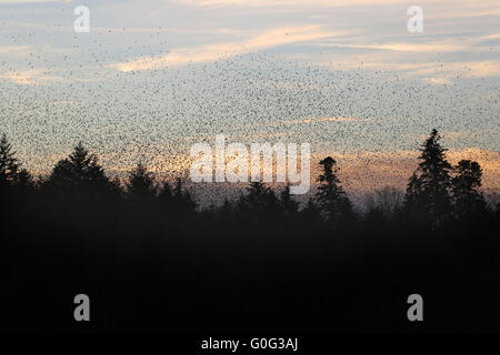 Bergfinken bei Sonnenuntergang Stockfoto