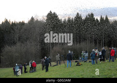 Millionen von Bergfinken vor den Kameras Stockfoto