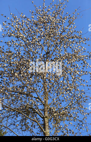 Bergfinken wie Früchte in einem Baum Stockfoto