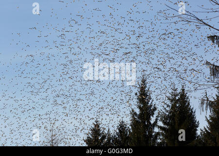 Bergfinken verlassen ihren Schlafplatz in Hasel Stockfoto