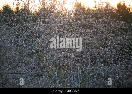 Bergfinken in einem Baum Stockfoto