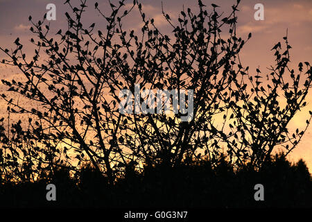 Bergfinken in einem Baum in Hasel Stockfoto