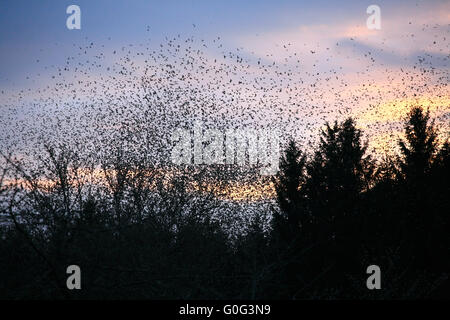 Eine Herde von Bergfinken in Hasel Stockfoto