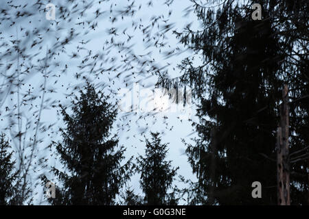 Herde von Bergfinken im Wald Hasel Stockfoto