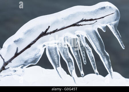 Eis bedeckt Branch, Lappland, Schweden Stockfoto