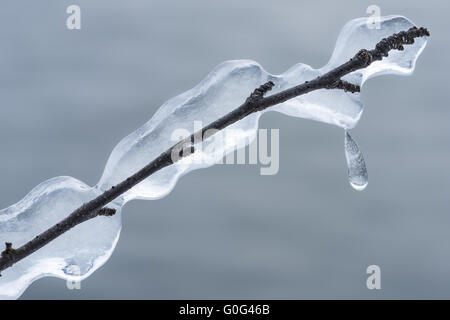 Eis bedeckt Branch, Lappland, Schweden Stockfoto