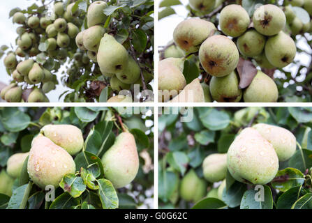 Foto-Collage von vielen grünen Birnen auf einem Baum Stockfoto