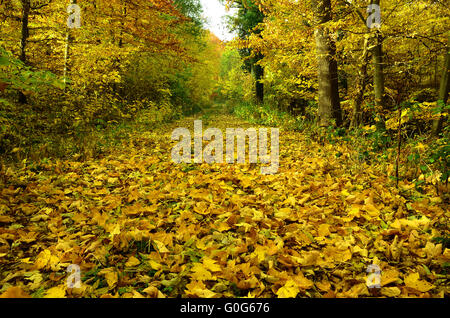 Herbstwald Stockfoto